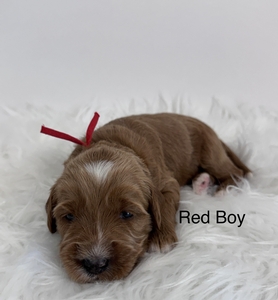 Red boy